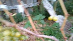 сорт винограда Антоний Великий.