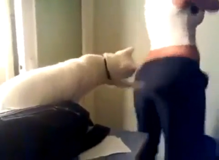 Кошки_ котенок_Не выдержал смотреть онлайн