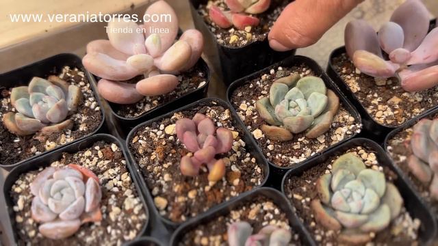 Mi método para enraizar cualquier suculenta смотреть онлайн