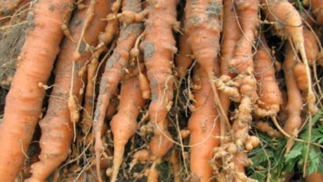 Идеальная морковь смотреть онлайн