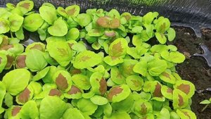 КОЛЕУС СМЕСЬ