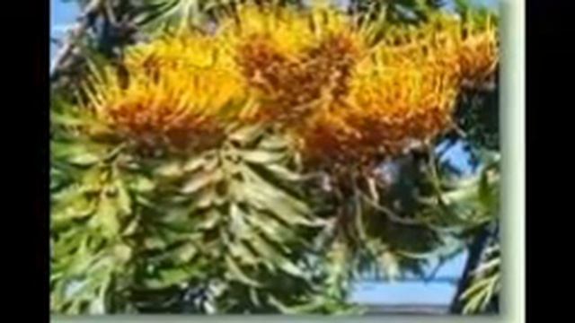 Grevillea, Silbereiche смотреть онлайн