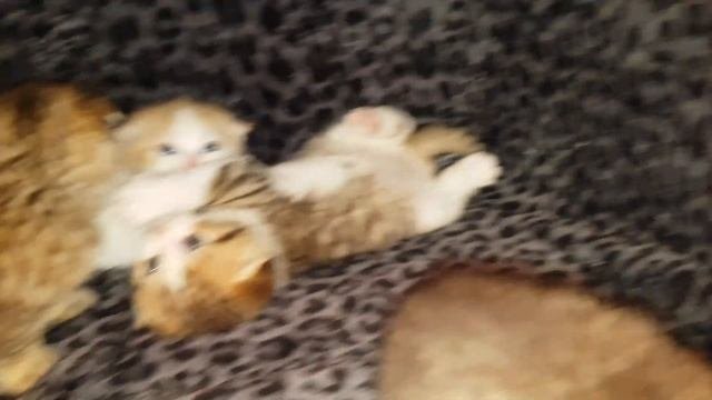 Вислоушки золотая шиншилла