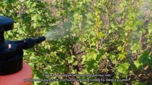 Как и чем опрыскать смородину весной от вредителей и болезней