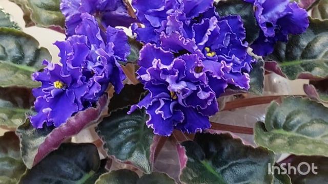 28.12.2023./НОВИНКИ/Выставка фиалок в декабре 2023#фиалки#выставка#домфиалки# смотреть онлайн
