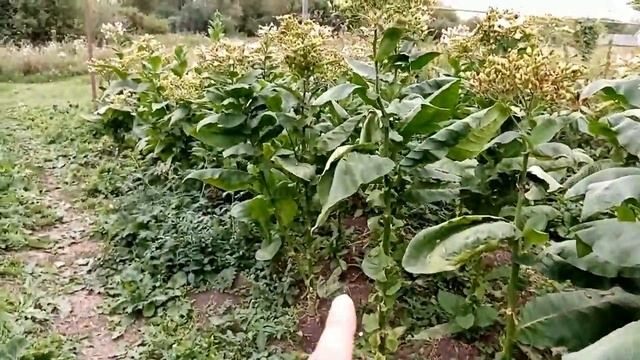 Самсун-85 растить и сушить наверное надо по другому. смотреть онлайн