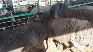 Молбозори Душанбе нархи Гусфанд Бара Буз моли майда 3 февраля 2022 г.