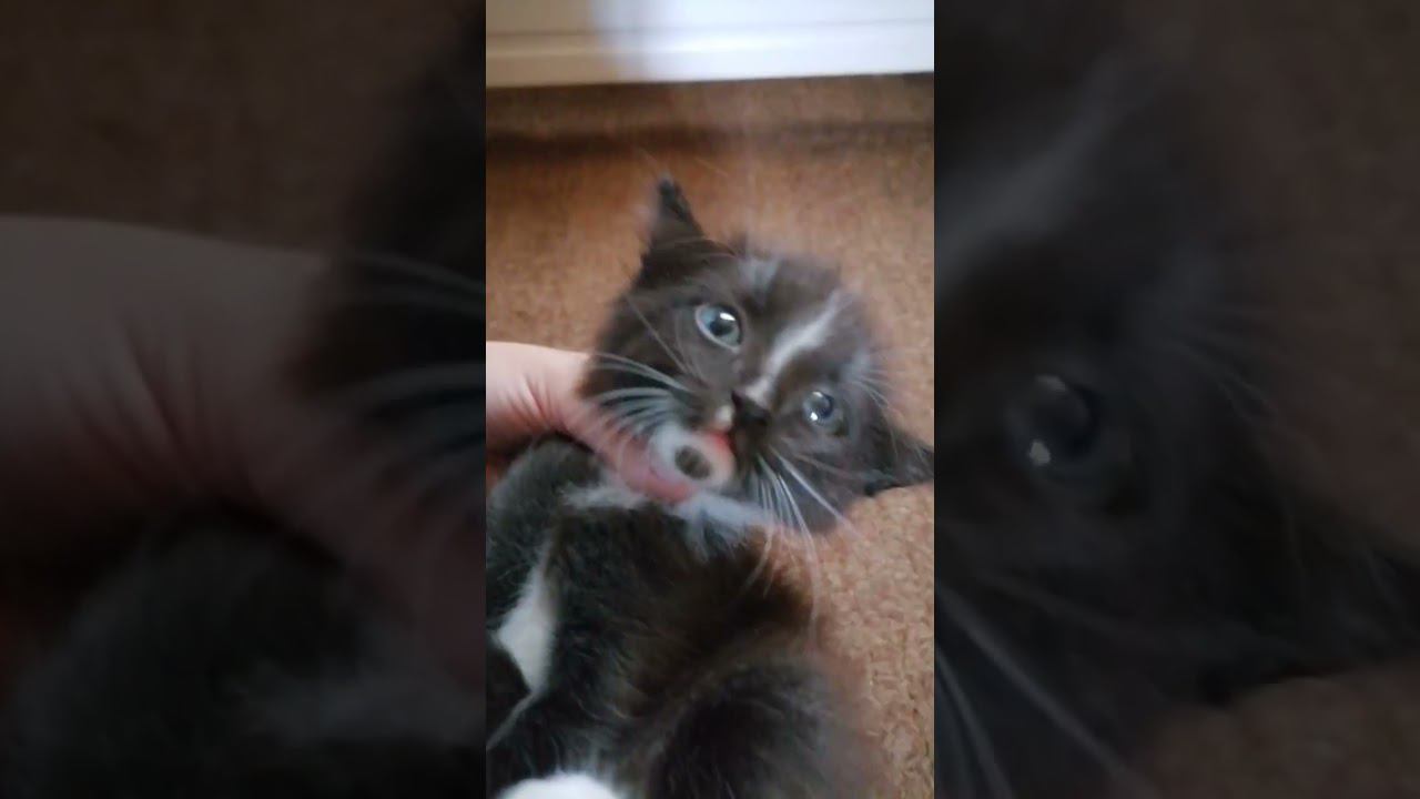 очень милый котик