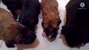 Юноша спас из грязи пять маленьких зверушек, даже не зная, отмыв их он ахнул, такого не может быть