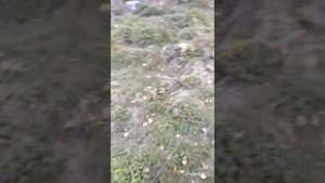 Сбор ягод в Карелии. День 64. Брусника.