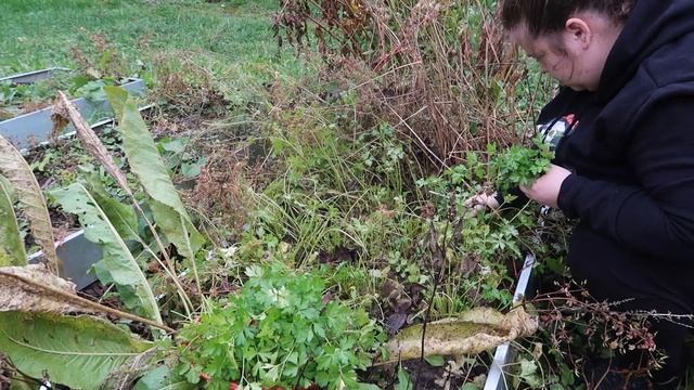 Пока, дача! Закрываем дачный сезон, собираем урожай смотреть онлайн