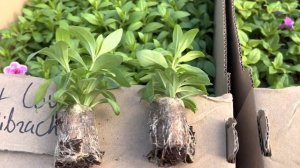 Черенки калибрахоа и петунии Виста.