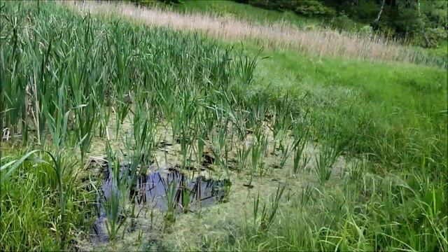 Прогулка в национальном парке "Лосиный остров"06.06.2020.Лягушки, ящерицы, ужи, жуки, слизни. смотреть онлайн