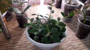 /Хойи. Большой обзор наших хой/Часть вторая/??