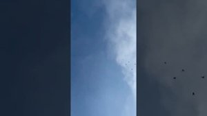 Агасиевские бойные голуби Николая Буглова в Ростовской области. Молодёжь!