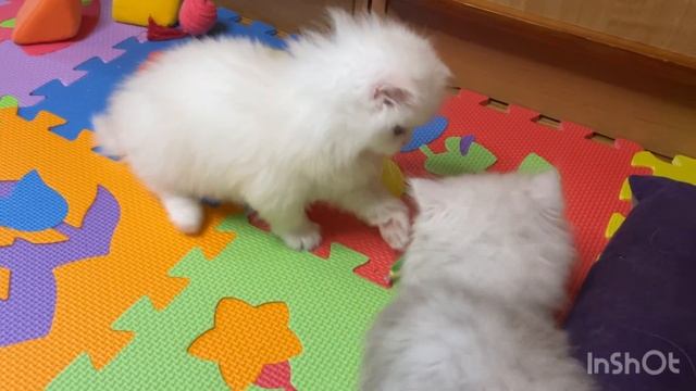 Персидские котята питомника «Гранд Персей», помёт «Г» смотреть онлайн