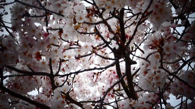 Деревья , как невесты - все в белом .Royal White Redbud Tree. смотреть онлайн