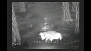 Охота на енота! Тепловизионный прицел ATN MARS-HD!