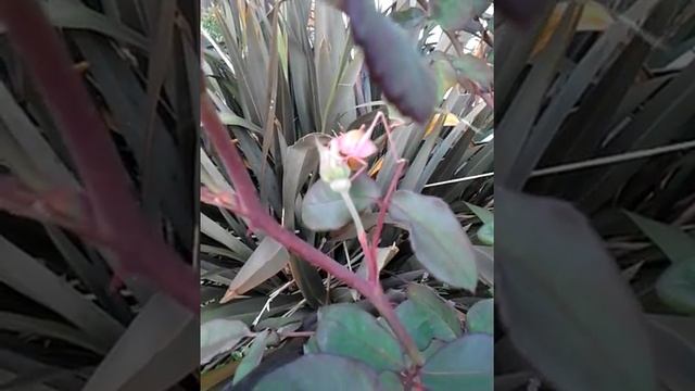 Pink katydid dining on a  rosebud.