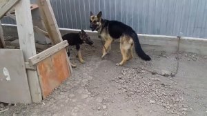 Собаки играют и дерутся