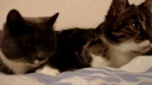 Разговаривающие