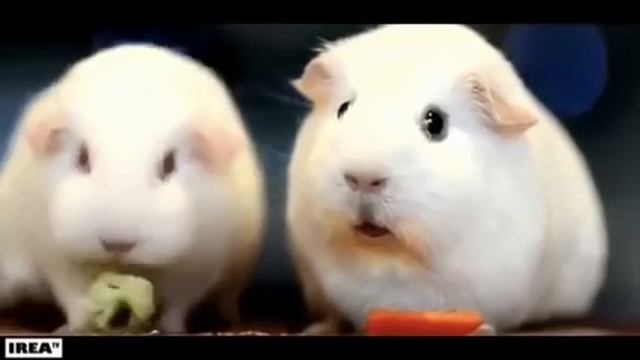 морская свинка вдруг осознала весь смысл жизни ? смотреть онлайн