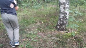 ПОДБЕРЁЗОВИК ищем в лесу. Часть 1 .mp4