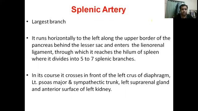 Anatomy with pictures..... Large arteries of GIT смотреть онлайн