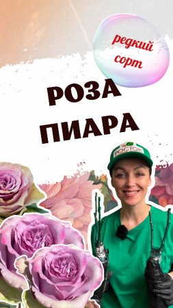 РЕДКИЙ СОРТ РОЗЫ. Роза Пиара