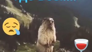 Орущий бобёр.Где все!!!