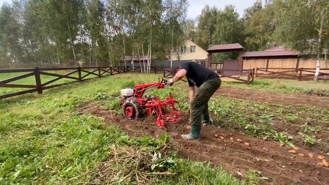 Наш опыт работы с картофелекопалкой КФТ2 на мотоблоке МТЗ смотреть онлайн