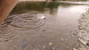 БЕШЕНЫЙ КЛЕВ ГОРБУШИ!!! Рыбалка на горбушу 2023 на Кольском полуострове на блесну вертушку.