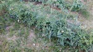 Выращивание помидор ДУШЕЧКА низкорослый скороспелый сорт