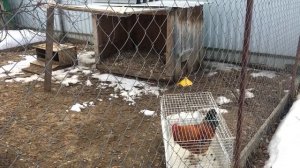 Покупка Выбор Петуха  Обзор породы Кучинская Юбилейная