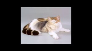 Экзотическая короткошерстная кошка. (экзот)