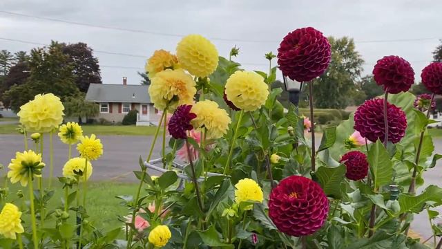Октябрьские яркие краски нашего сада. смотреть онлайн