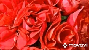 ПЕЛАРГОНИЯ ЗАИР ФАИНА РАНЕВСКАЯ ТЕПЕРЬ И У НАС // КОЛЛЕКЦИЯ ЛИПАТОВОЙ АНАСТАСИИ