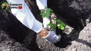 Весенняя посадка вегетирующих саженцев
