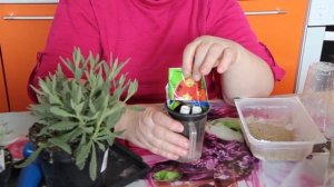 Отличный Способ Посадки Лаванды! Лаванда Черенками.