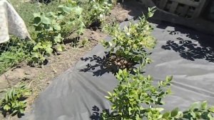 Лучший Способ Борьбы с Сорняками для Голубики / чем обработать голубику
