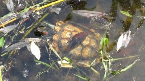 Turtle Черепаха в пруду (красноухая черепаха)