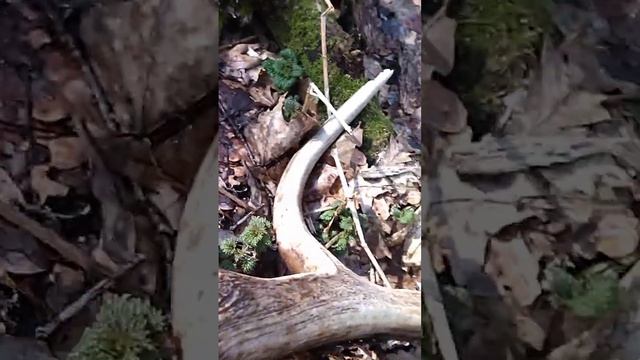Хобби бывает разное... собираем рога оленя смотреть онлайн