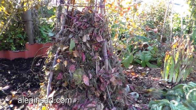 ГОРТЕНЗИЯ. Как сделать сухое укрытие смотреть онлайн