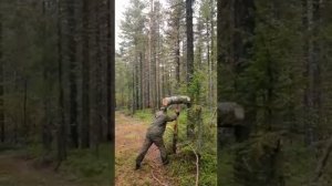 как добывать кедровый орех / инструкция по применению колота