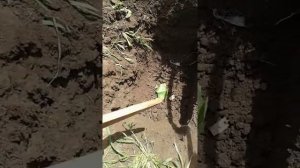 Слепец крот  в огороде.  Как избавиться