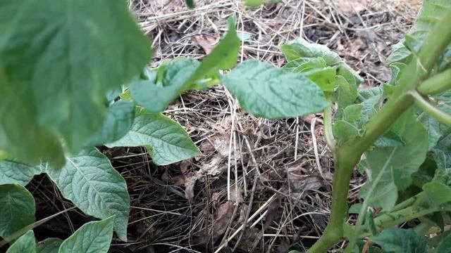 Отличный способ посадки картофеля.
Часть 2.