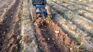 самодельный адаптер с мотоблоком копка картофеля