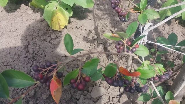 ??? ЧЕРНОПЛОДНАЯ РЯБИНА ( АРОНИЯ ) смотреть онлайн