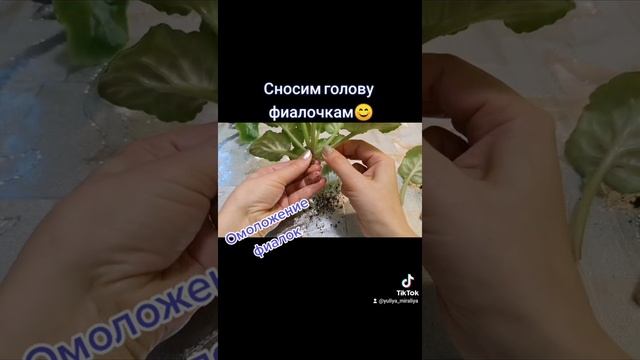 Омоложение фиалок. Сносим голову. #фиалка #осень2021 #цветывдоме #снос