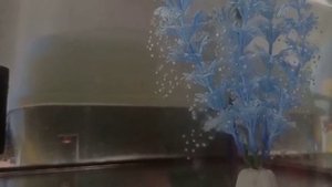 Нерест тритонов. Икра тритона. Newt spawning. Newt caviar.